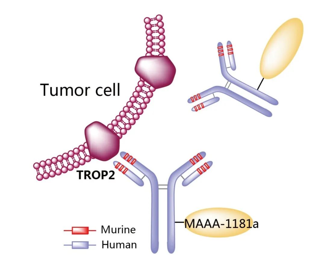 图4. DS-1062结构式，来源：药渡数据