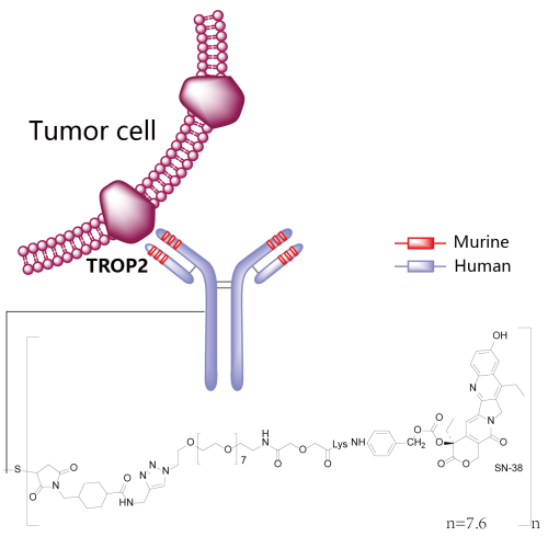 图3. Trodelvy结构式，来源：药渡数据